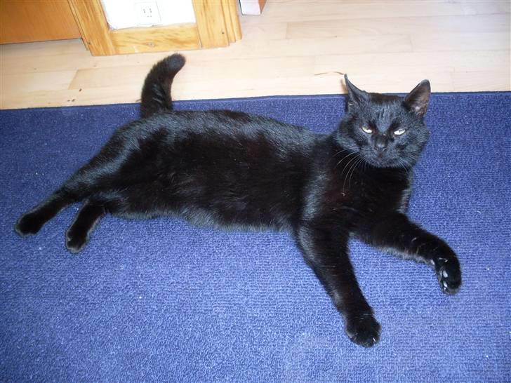 Huskat Gizmo - Er på nyt hjem billede 2