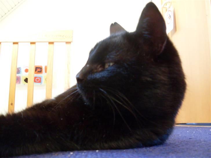 Huskat Gizmo - Er på nyt hjem billede 3