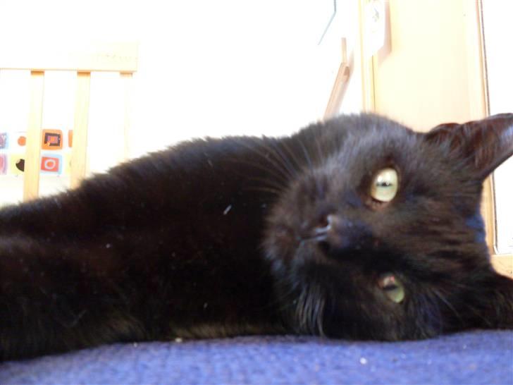 Huskat Gizmo - Er på nyt hjem billede 4