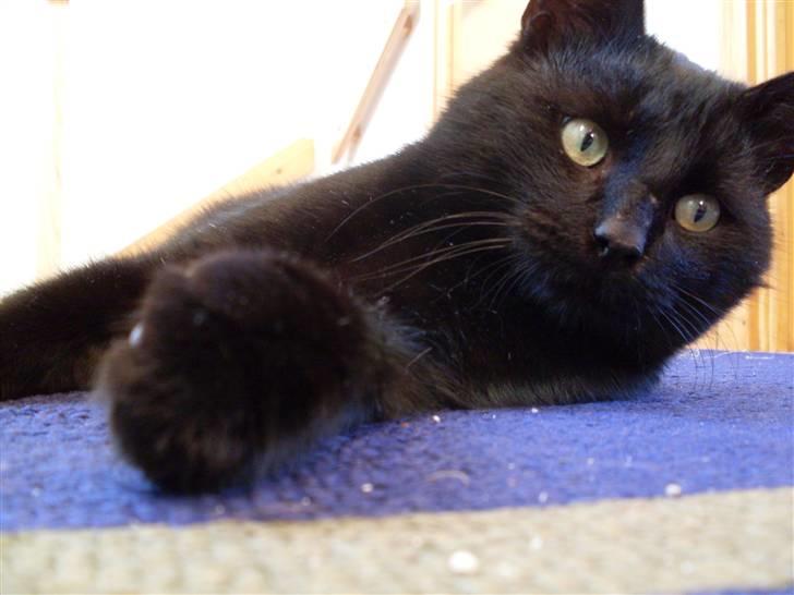 Huskat Gizmo - Er på nyt hjem billede 5