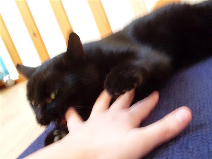 Huskat Gizmo - Er på nyt hjem - En rigtig bisse når han får lov! billede 6