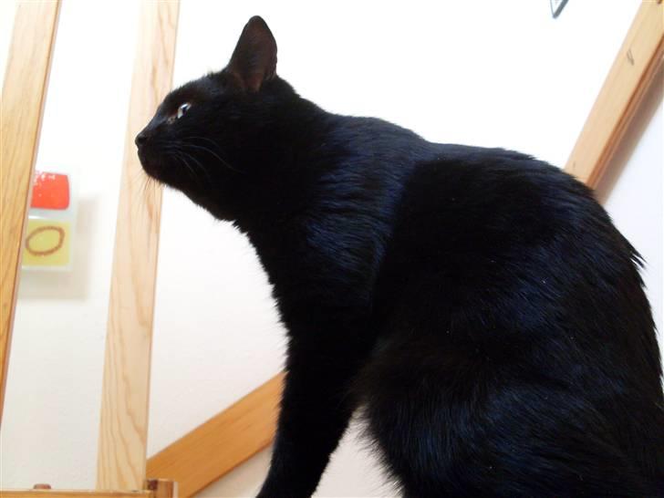 Huskat Gizmo - Er på nyt hjem billede 7