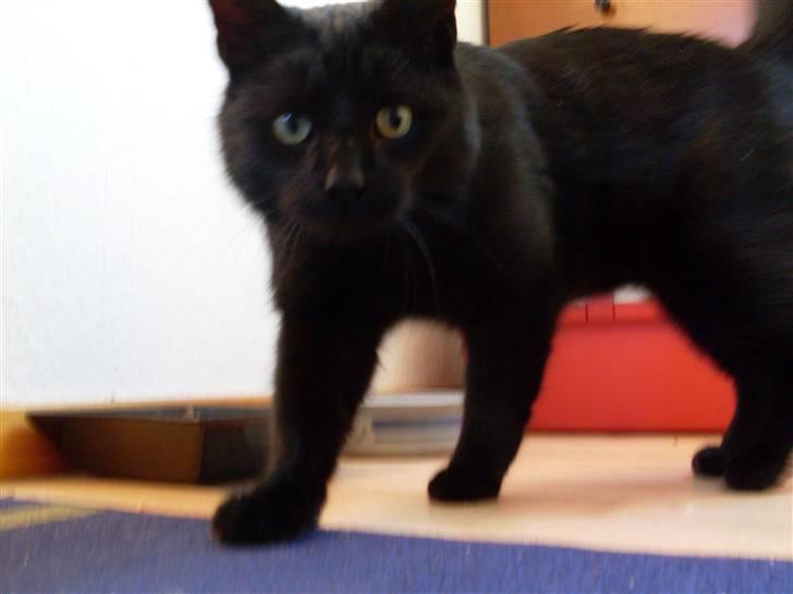 Huskat Gizmo - Er på nyt hjem billede 8