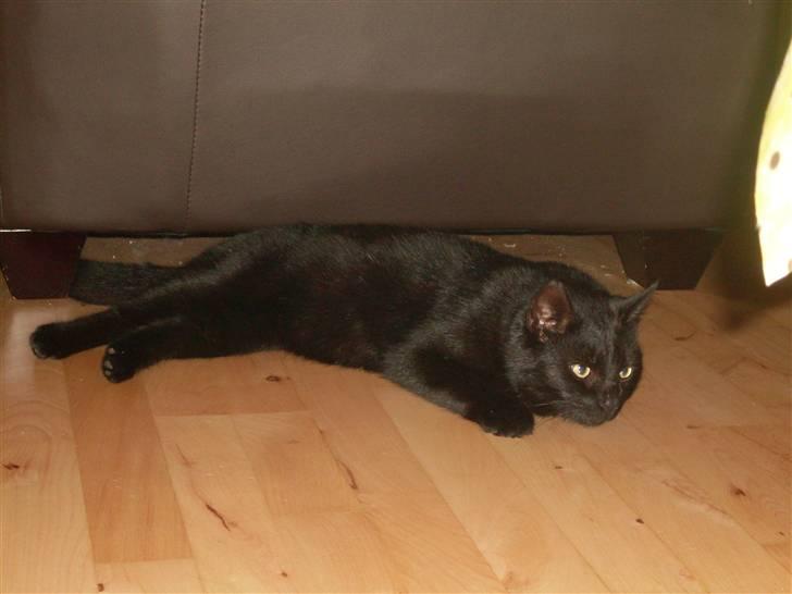 Huskat Gizmo - Er på nyt hjem - Se venligst bort fra støvet under sofaen, haha.. billede 9