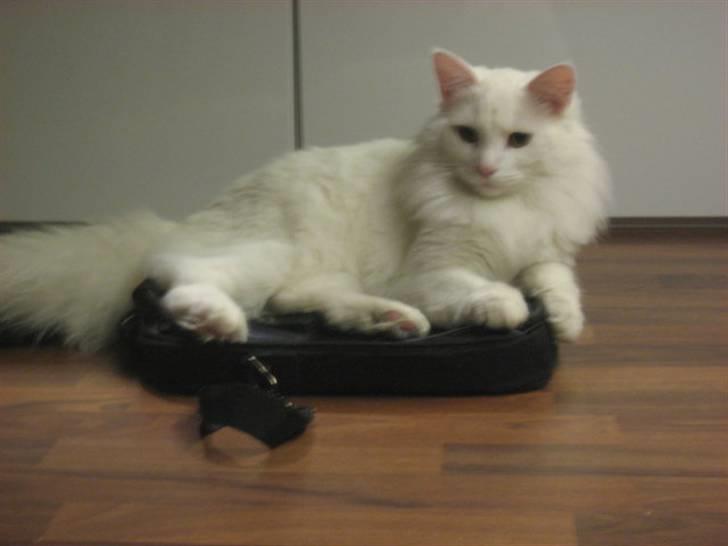 Norsk Skovkat Gustaf billede 1