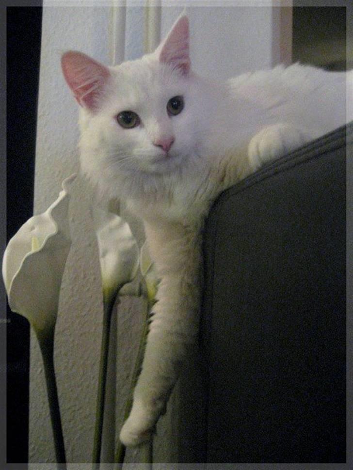 Norsk Skovkat Gustaf billede 2