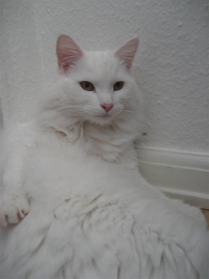 Norsk Skovkat Gustaf billede 3