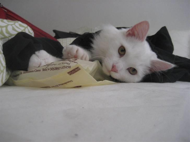 Norsk Skovkat Gustaf billede 4