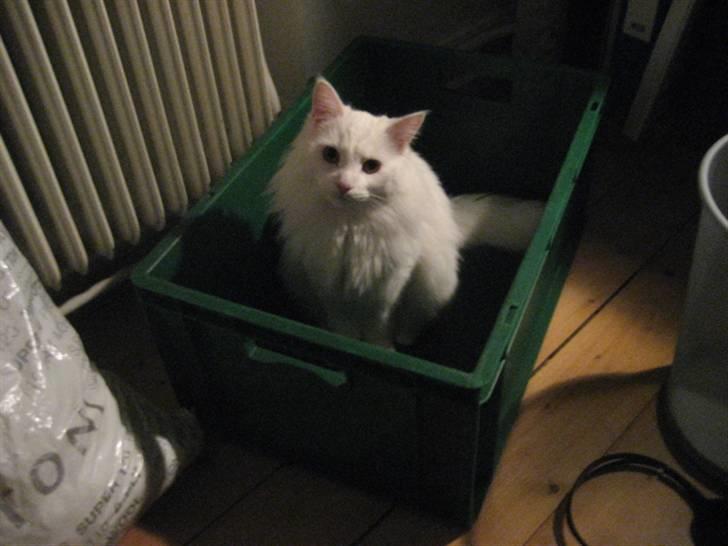 Norsk Skovkat Gustaf billede 5