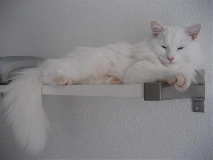 Norsk Skovkat Gustaf billede 6