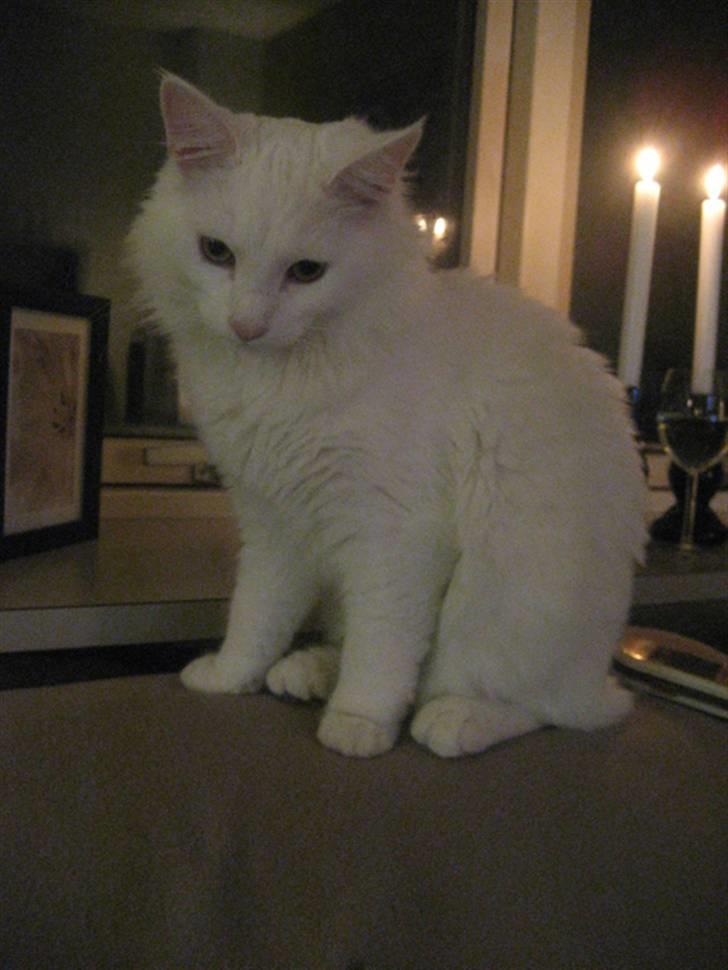 Norsk Skovkat Gustaf billede 7