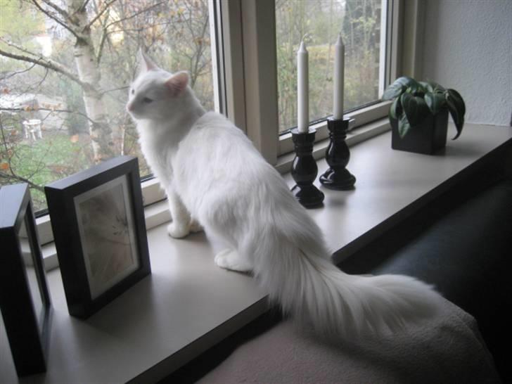 Norsk Skovkat Gustaf billede 8