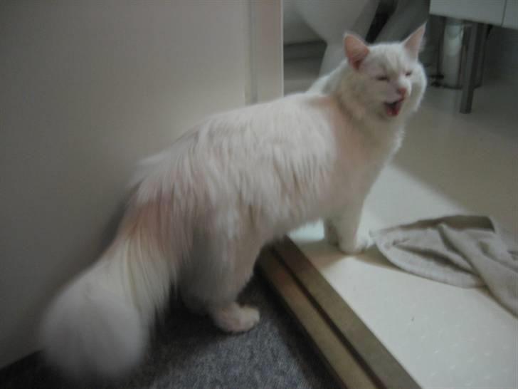 Norsk Skovkat Gustaf - Gustaf er træt:-) billede 9