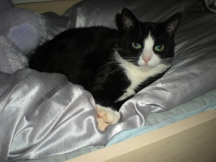 Huskat Felix billede 18