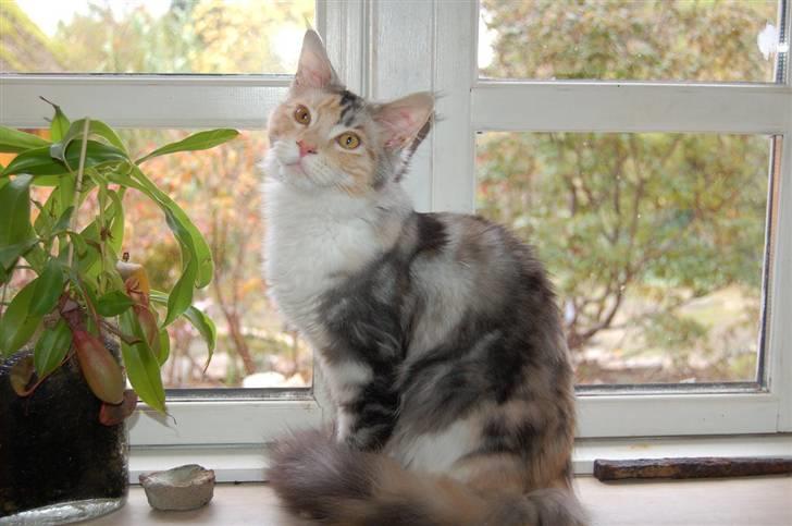 Maine Coon  Berta Bumble Bee P billede 11
