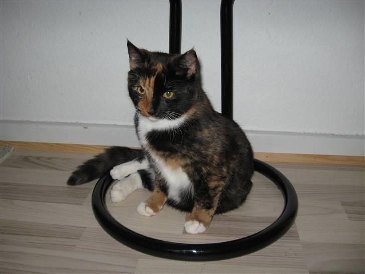 Blanding af racer Malou ¤Væk og borte¤ :'( - min numse er lidt for lille til den her xD billede 20