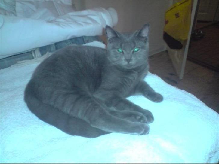 Huskat Faith billede 8