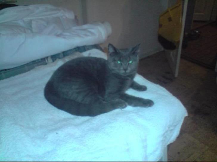 Huskat Faith billede 9