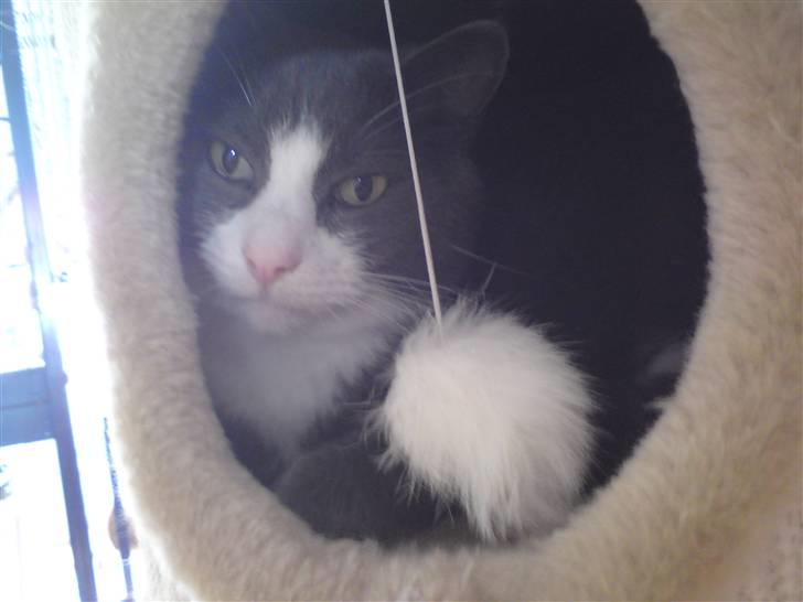 Blanding af racer kylling - Kuk kuk billede 13