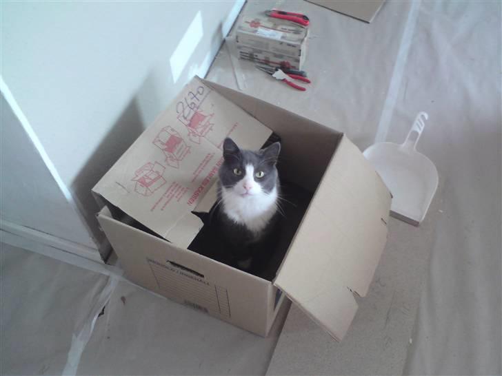 Blanding af racer kylling - min nye seng billede 14