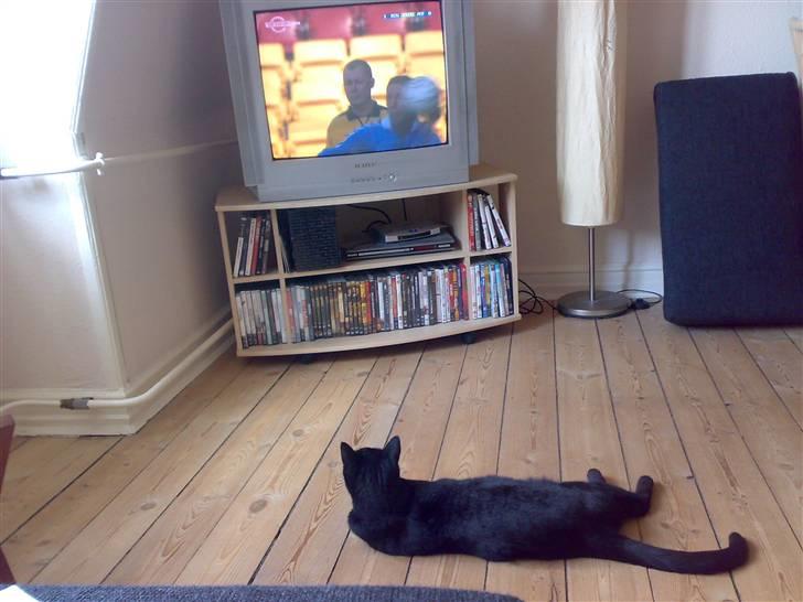 Huskat Zuma - Ahhh dejligt at ligge her og se en god kamp... billede 14