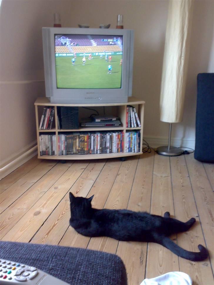 Huskat Zuma - Bliver præget hjemmefra. Det der oftest bliver vist derhjemme. billede 15