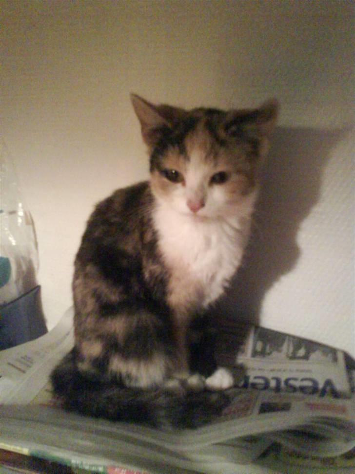 Huskat mille:) billede 12