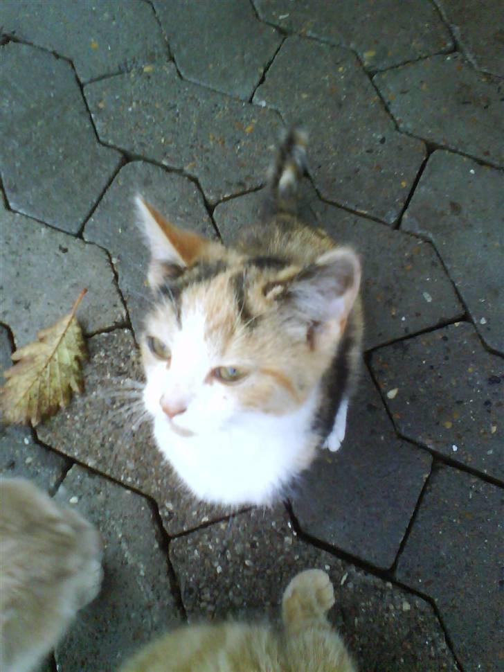 Huskat mille:) billede 13