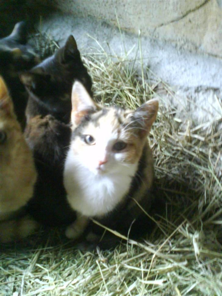 Huskat mille:) - ligger og putter i halmet med de andre billede 14