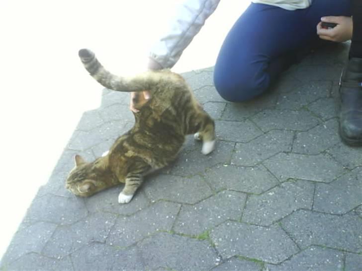 Huskat Mie - Helt klart en liderlig kat. hehe hun elsker og bli kløet ved halen! billede 14