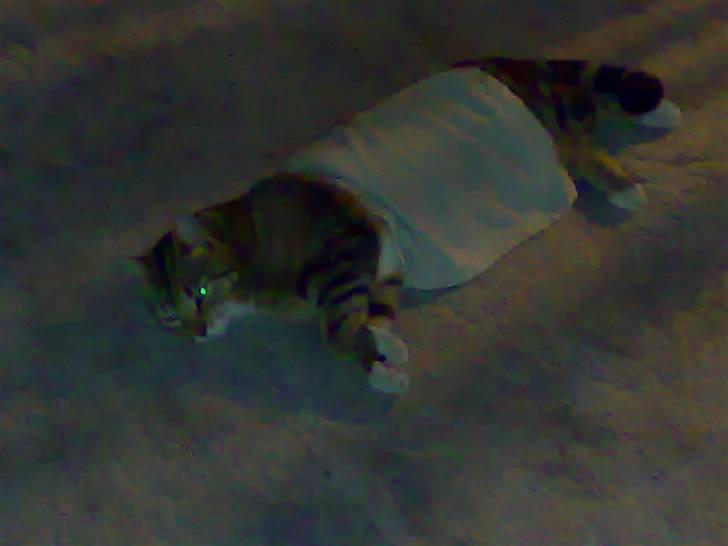 Huskat Mie - Ja på en varm sommerdag, elsker hun og ligge med en fugtug vaskeklud over sig..! billede 15