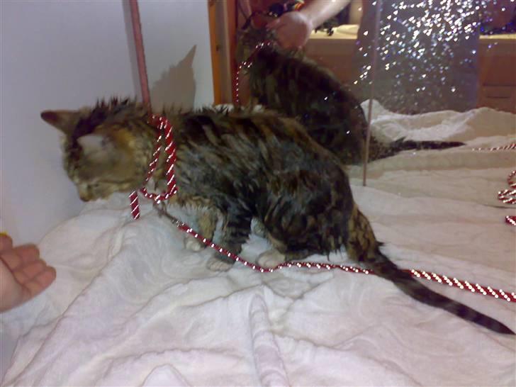 Huskat Mie - Ja hun fælder så meget, så hun bliver nød til og komme i bad en gang imellem..! og hun HADER det, hehe billede 16