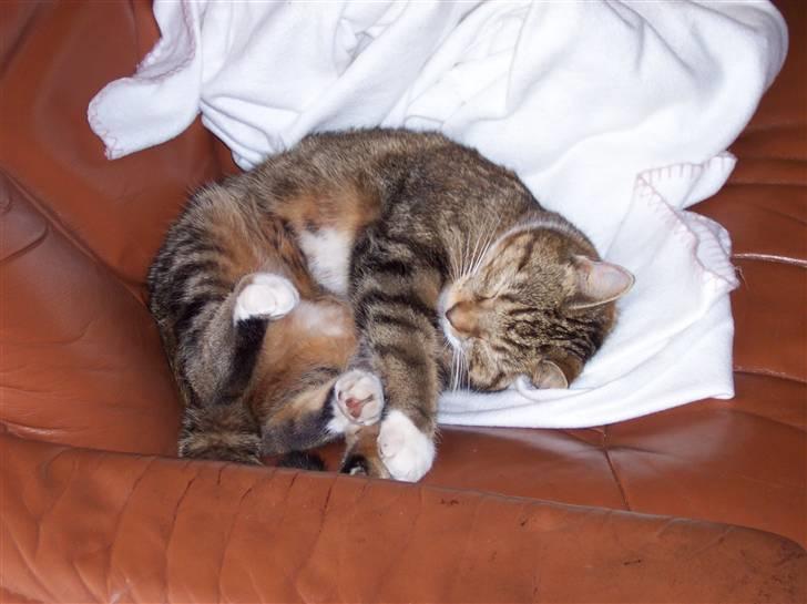 Huskat Mie - Her ligger hun på vores sofa, hun kan fylde sådan en 2 personers sofa selv..! billede 17