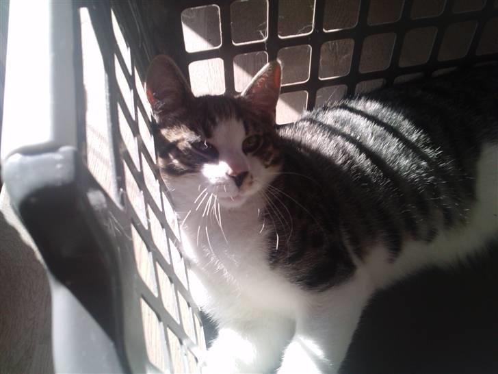 Huskat Pelle (nyt hjem) billede 1