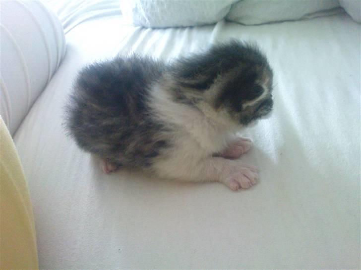 Huskat Pelle (nyt hjem) billede 2