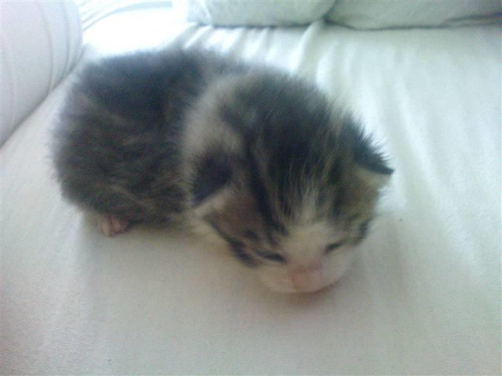 Huskat Pelle (nyt hjem) billede 3