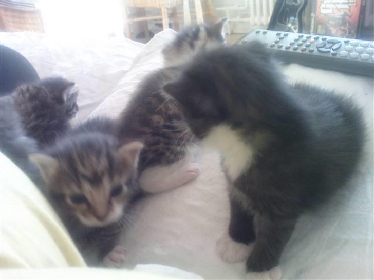 Huskat Pelle (nyt hjem) billede 4