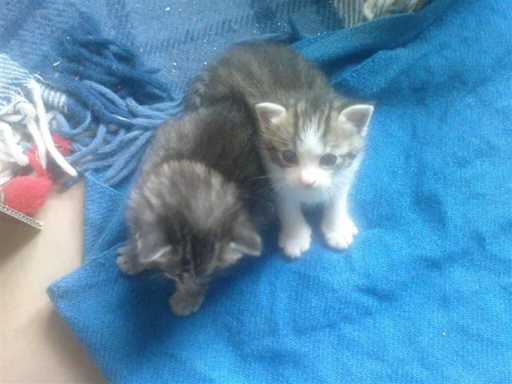 Huskat Pelle (nyt hjem) billede 5