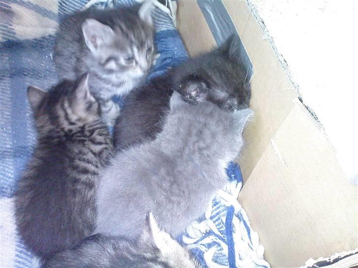 Huskat Pelle (nyt hjem) billede 6