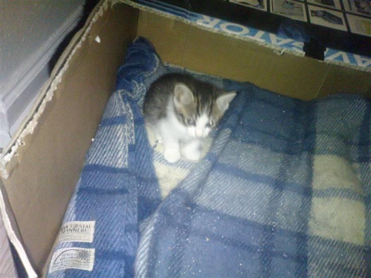 Huskat Pelle (nyt hjem) billede 7