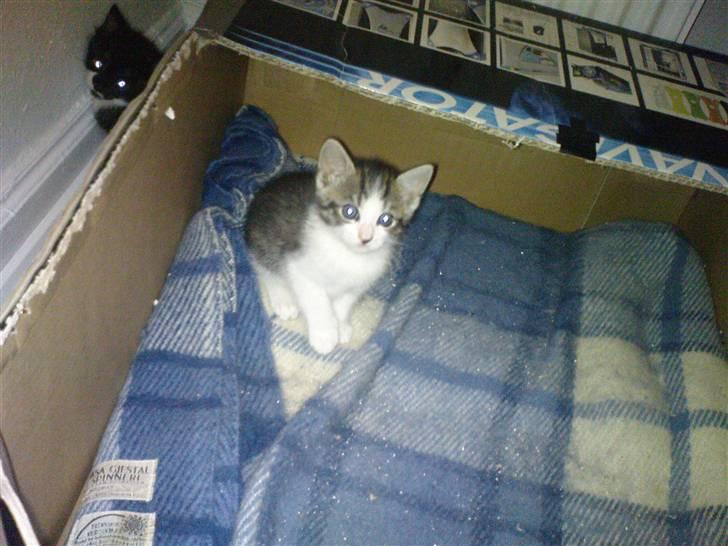 Huskat Pelle (nyt hjem) billede 8