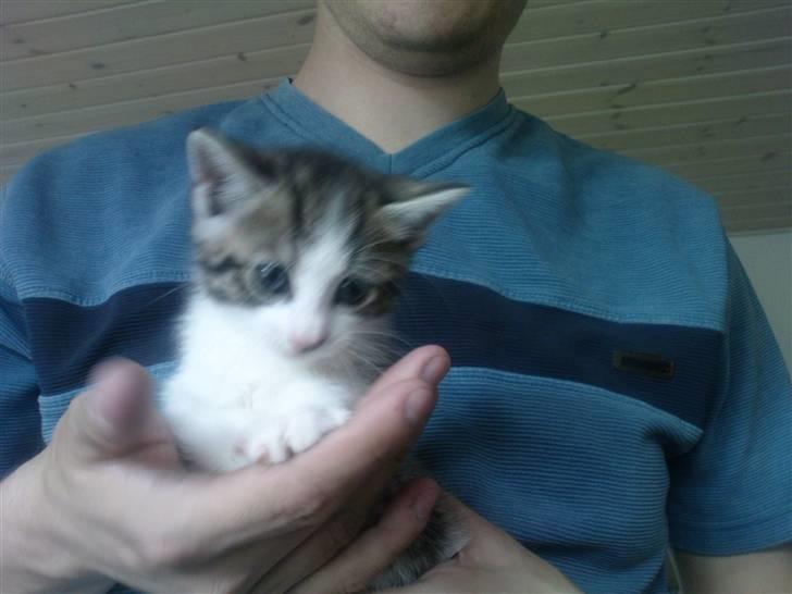 Huskat Pelle (nyt hjem) billede 9