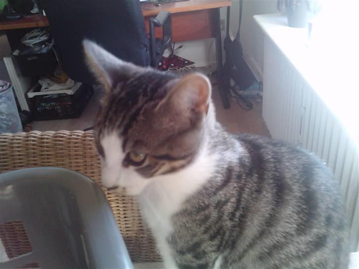 Huskat Pelle (nyt hjem) billede 10