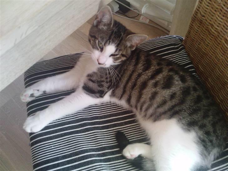 Huskat Pelle (nyt hjem) billede 11