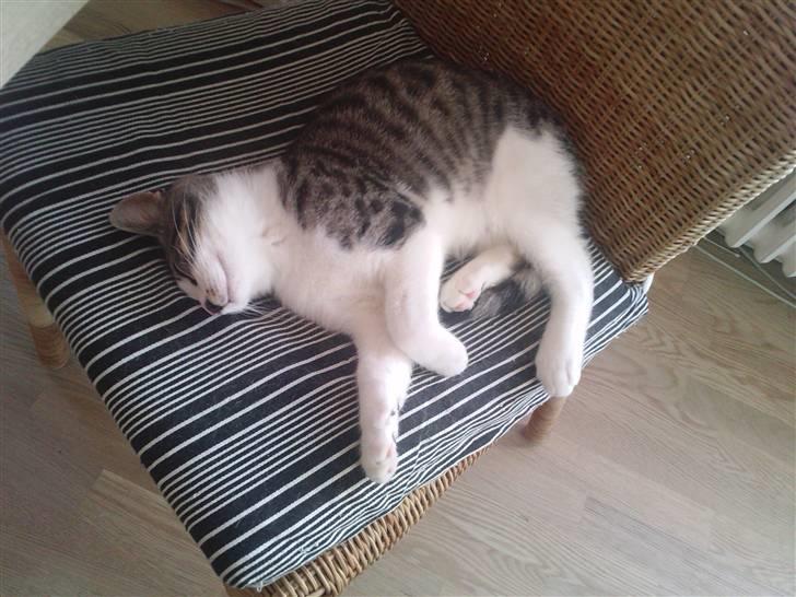 Huskat Pelle (nyt hjem) billede 12