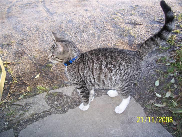 Huskat Mitti  billede 1