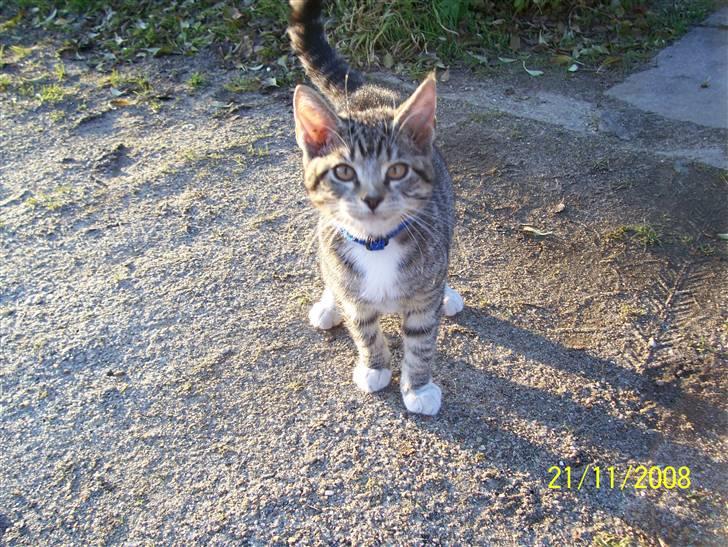 Huskat Mitti  billede 2