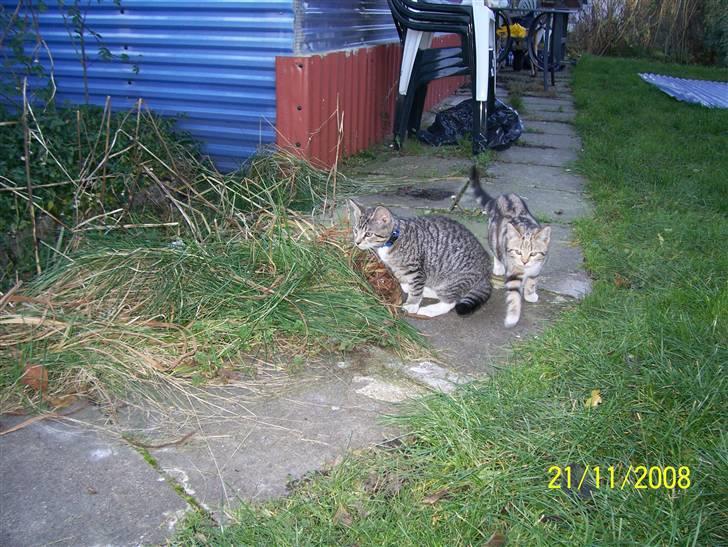 Huskat Mitti  billede 3