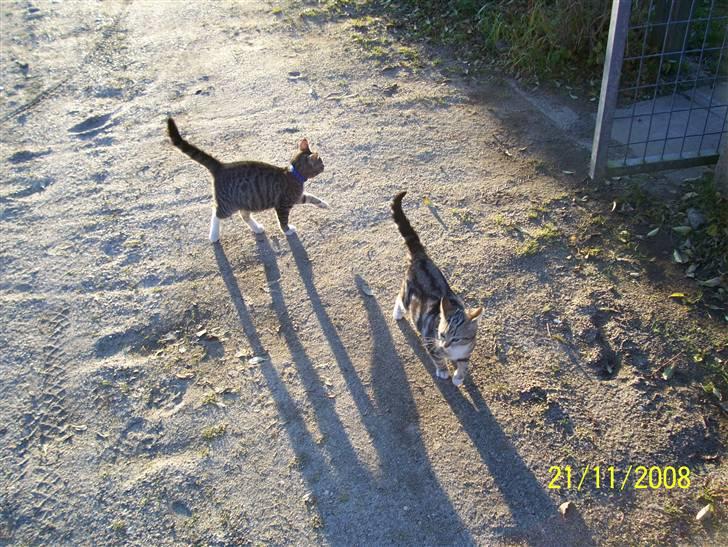 Huskat Mitti  billede 4