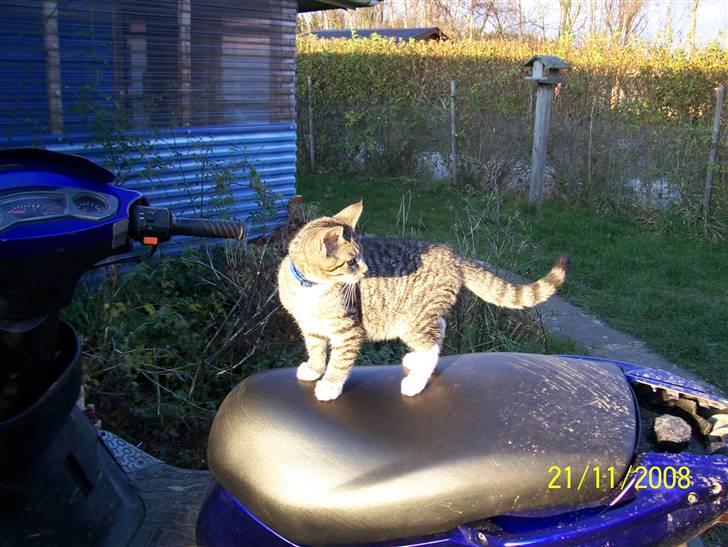 Huskat Mitti  billede 5